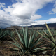 Agave plants in a field near the town of Santiago Matatlan, in Oaxaca, Mexico.
